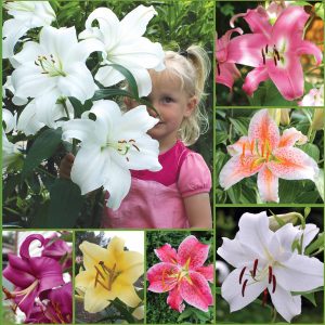 Giant Fragrant Lilies Sp24 image only