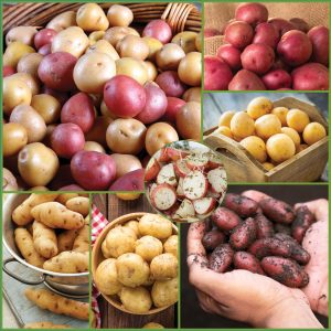 Grow your Own Nugget Potatoes sp24 image only