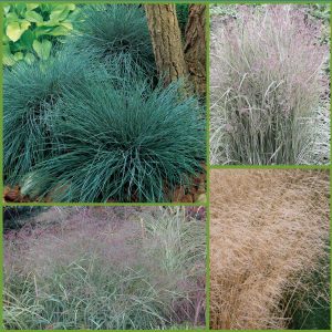 Tranquil Ornamental Grasses sp24 image only
