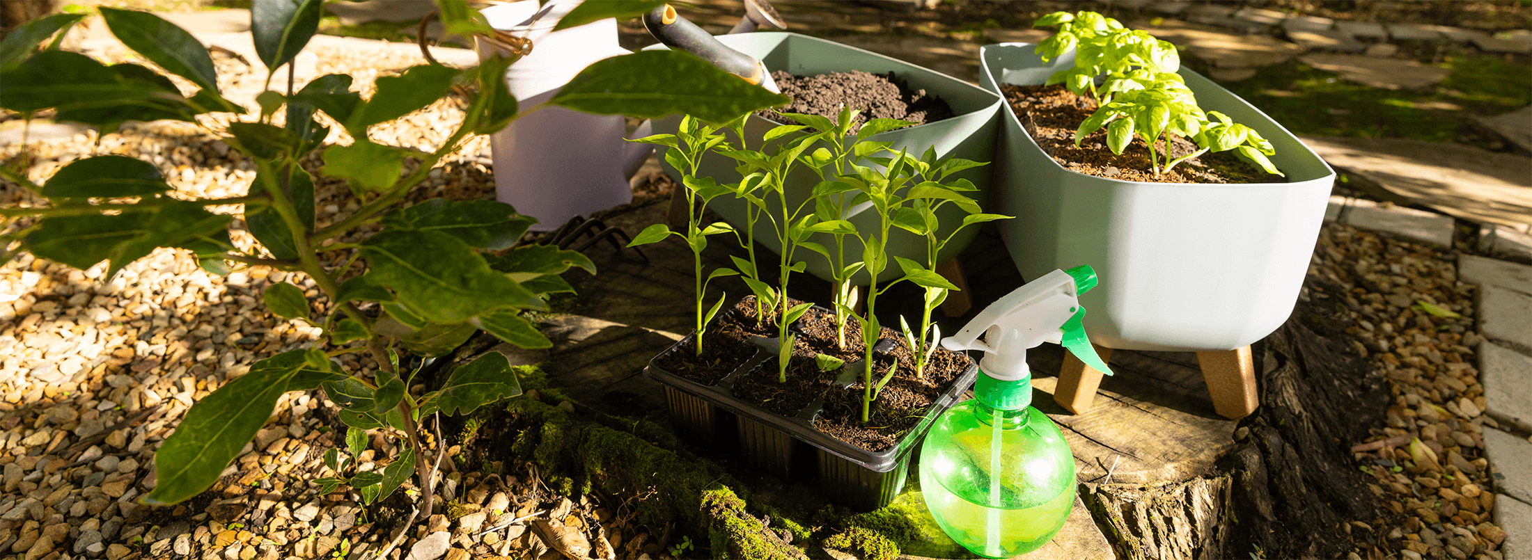 Shady Spaces Hosta Garden