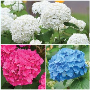 Bold Hydrangea Collection image only Sp26