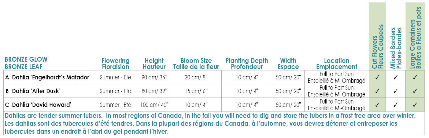 Bronze Glow Bronze Leaf Dahlia Variety Info.JPG