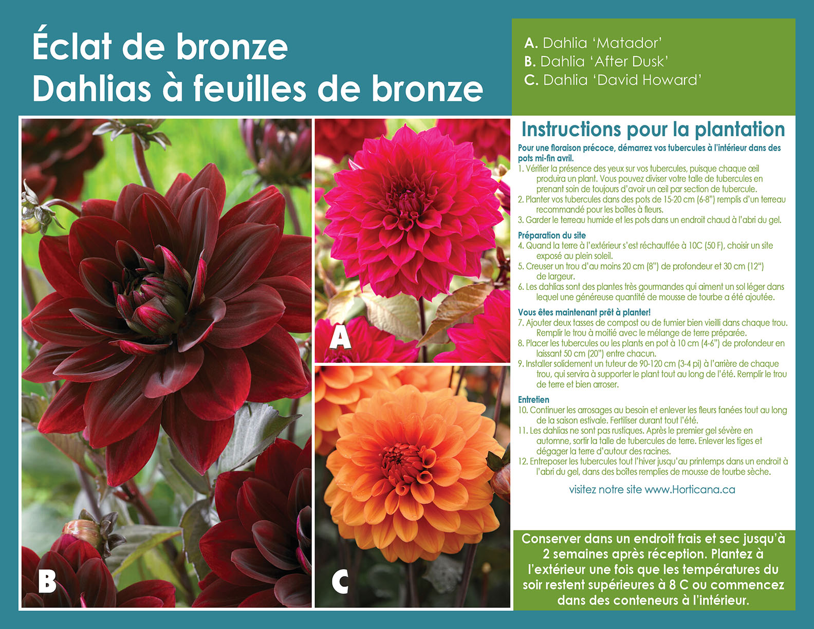 Bronze Glow Dahlias Collection sp 26 Pl inst FR