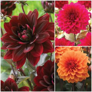Bronze Glow Dahlias Collection sp 26 image only Bronze Glow Dahlias Collection sp 26 image only