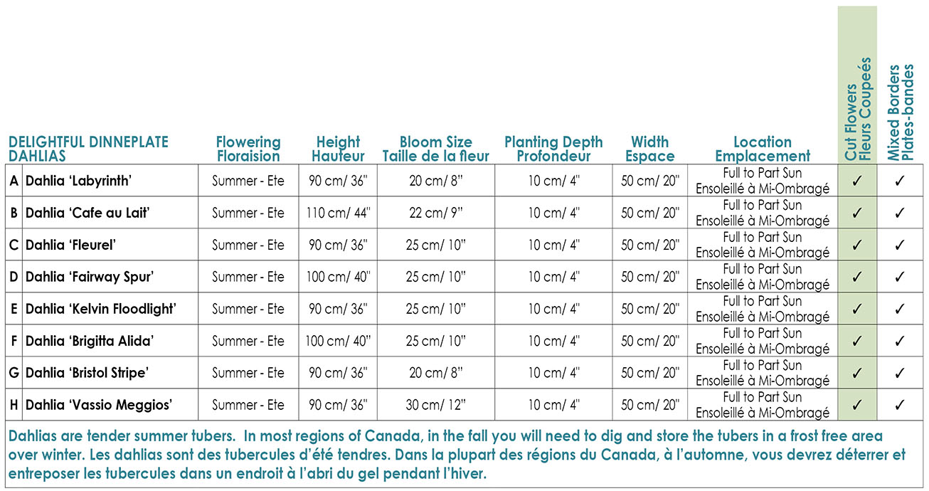 Delightful Dinnerplat Dahlias Variety Info