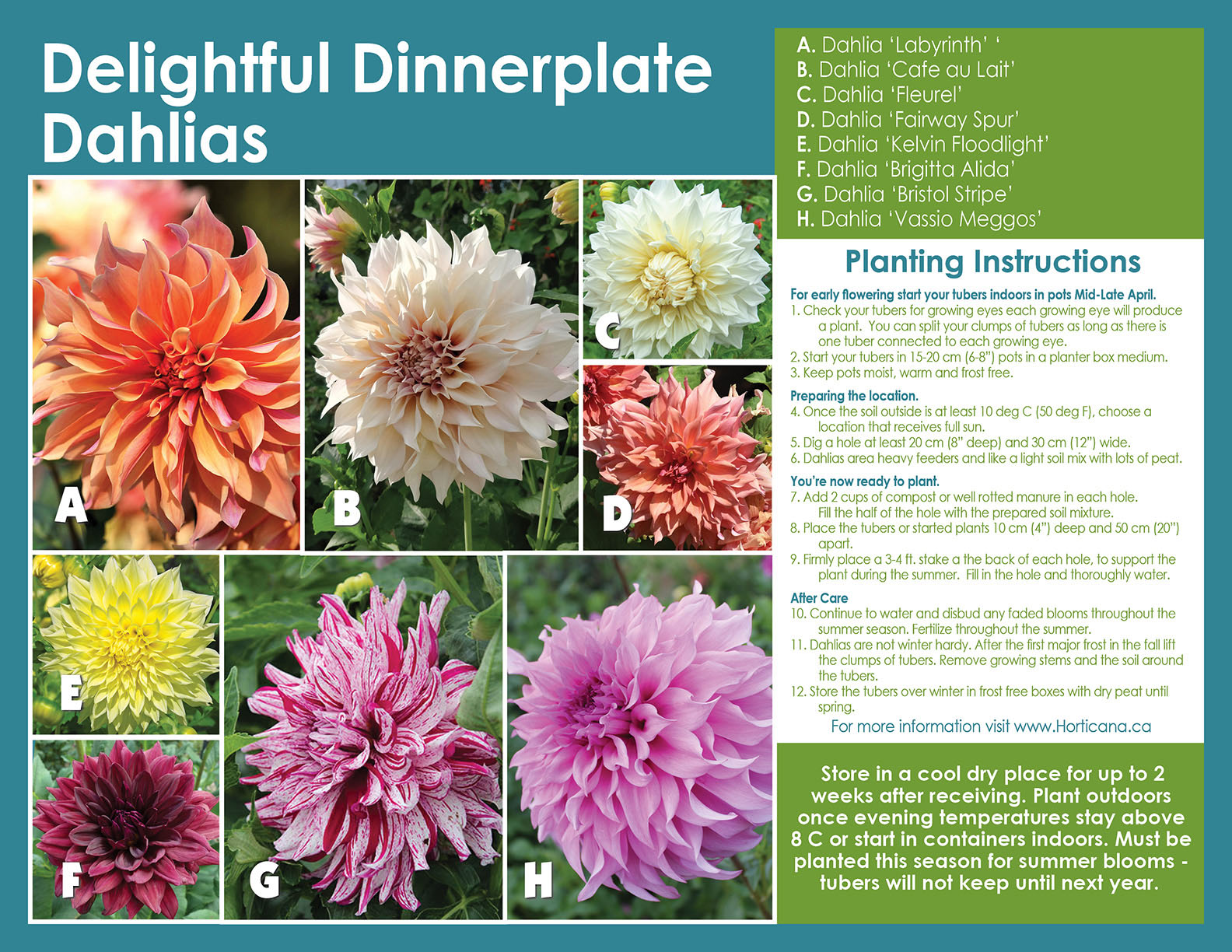 Delightful Dinnerplate Dahlia Collection sp26 Pl inst EN