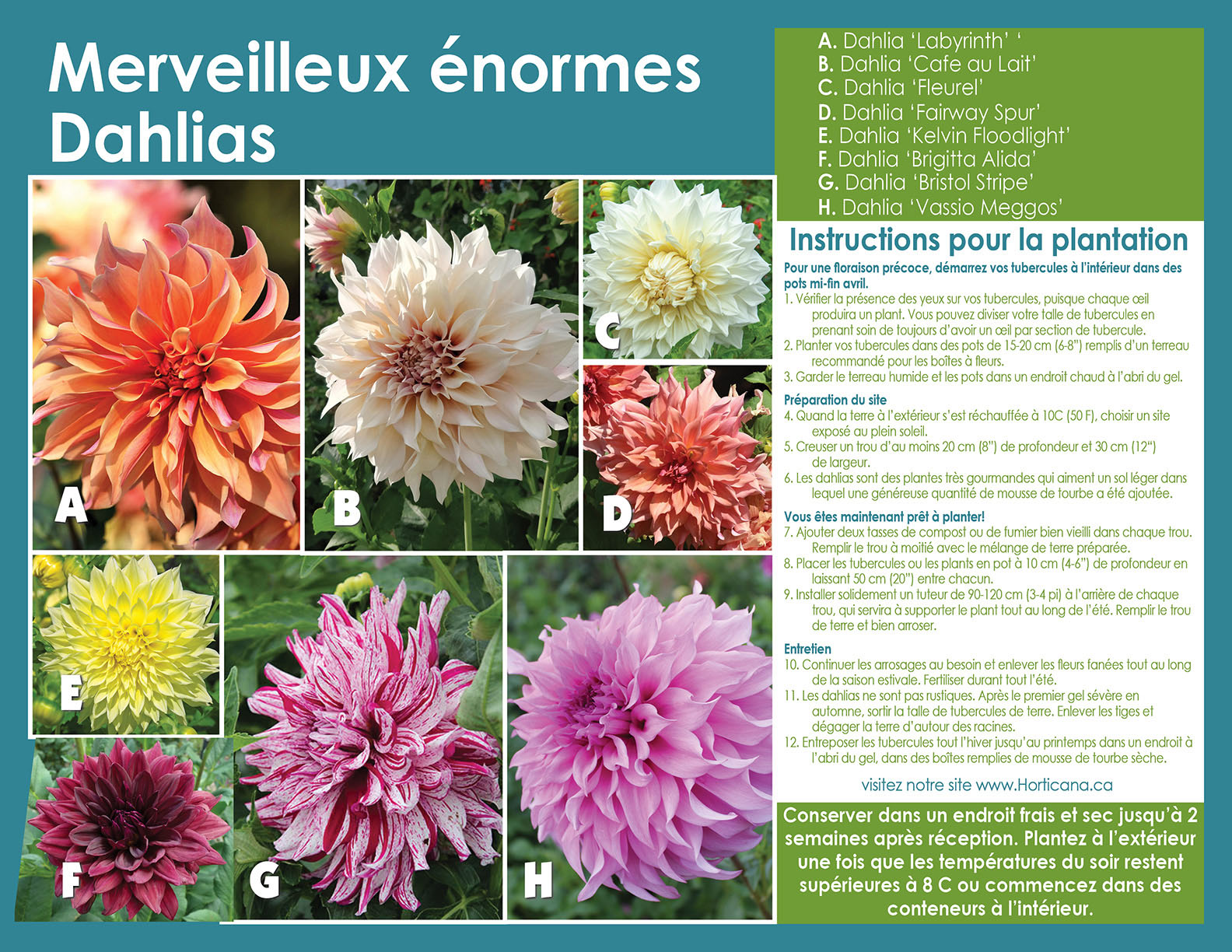 Delightful Dinnerplate Dahlia Collection sp26 Pl inst FR