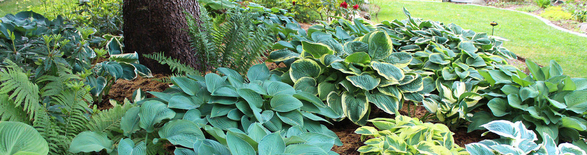 Shade Loving Hostas