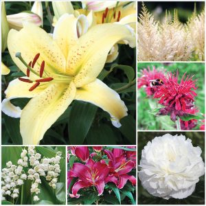 Perfumed Perennial Garden sp 26 image only