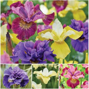 Resilient Beauty Iris Collection Sp26 image only