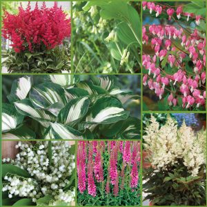 Shade Loving Garden Sp22 image only Shade Loving Garden Sp22 image only