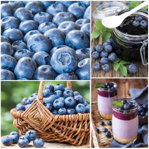 Simply Sweet Blueberry Collection CA sp26 Image only Simply Sweet Blueberry Collection CA sp26 Image only