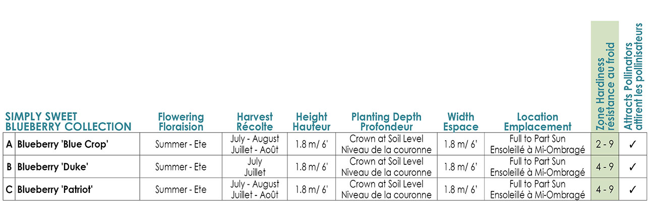 Simply Sweet Blueberry Variety Info