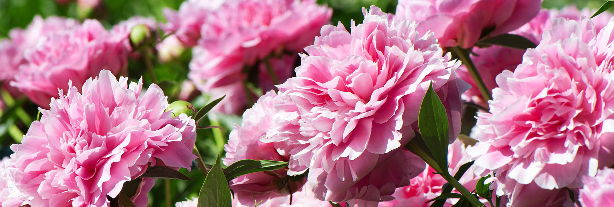 Fragrant Peonies