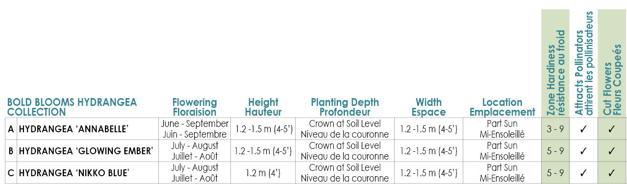 Bold Blooms Hydrangeas Variety Info.JPG
