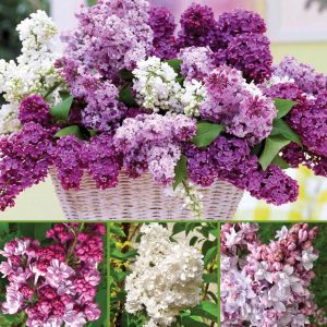 Fragrant Double Lilacs sp22 image only