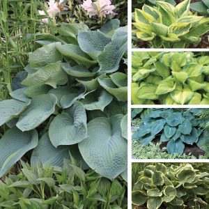 Garden Giants Hostas image only sp24