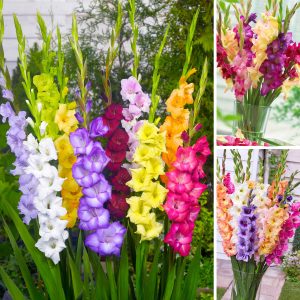 Glorious Gladiolus Collection Sp23 image only