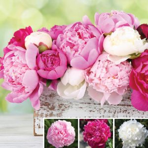 Scented Peonies sp 25 image only